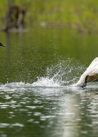 Swan Pair Taking Wing   2013 Art | Alaska Wild Bear Photography