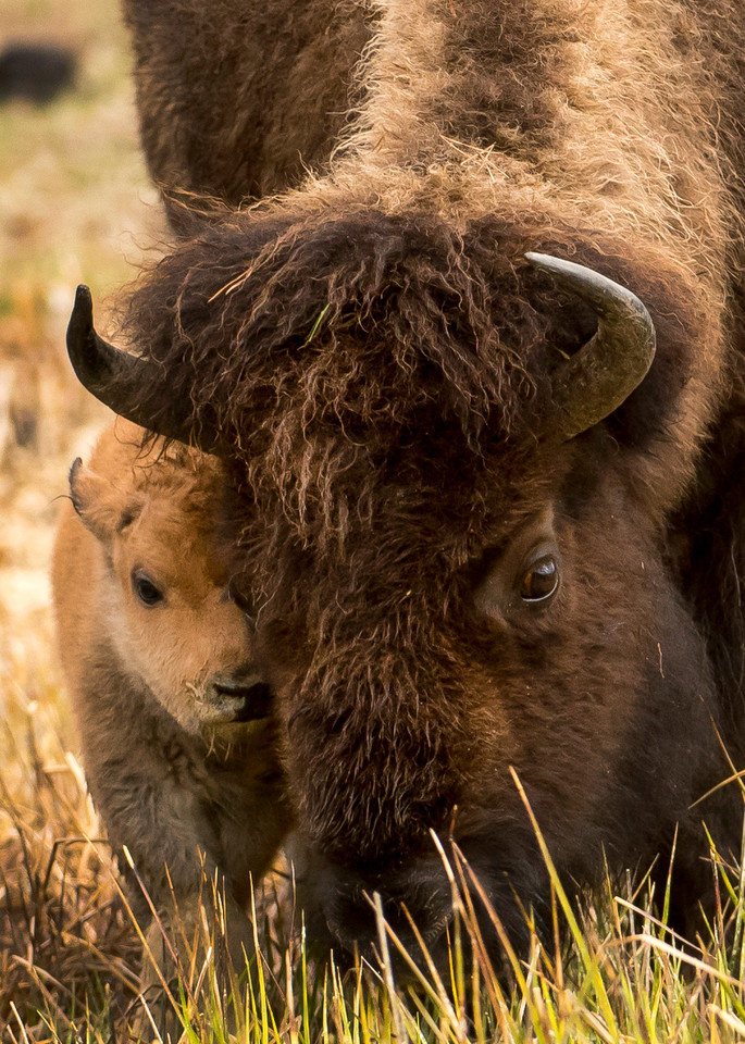 Ag Bison Mom And New Babe Art | Open Range Images