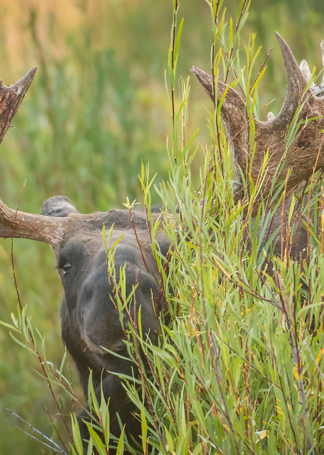 Ag Hoback Peeking Through The Willows   Bull Moose Art | Open Range Images