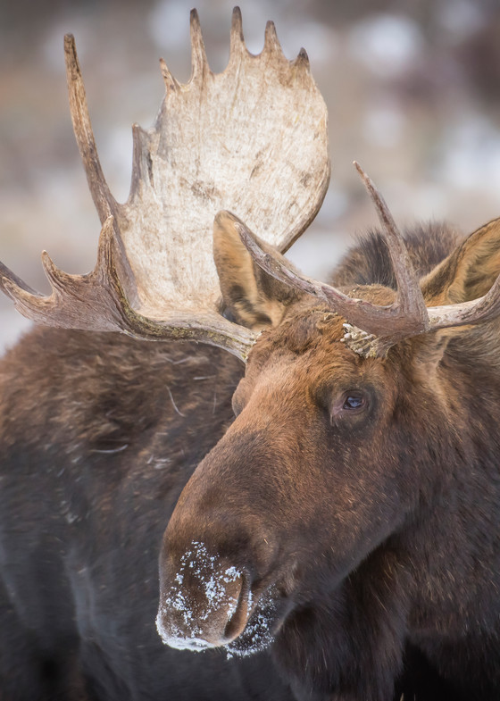 Ag Snortin' Snow   Bull Moose Art | Open Range Images