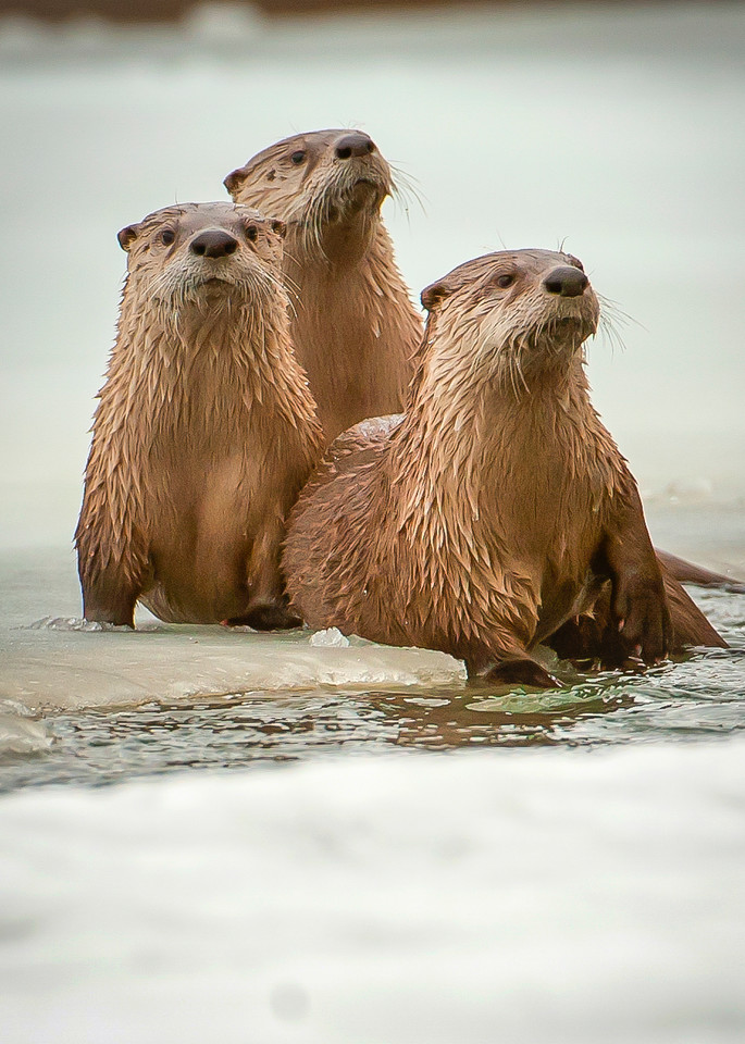 Ag Three River Otters....On Ice Art | Open Range Images