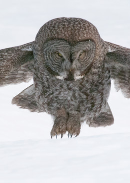 Great Gray Owl Landing