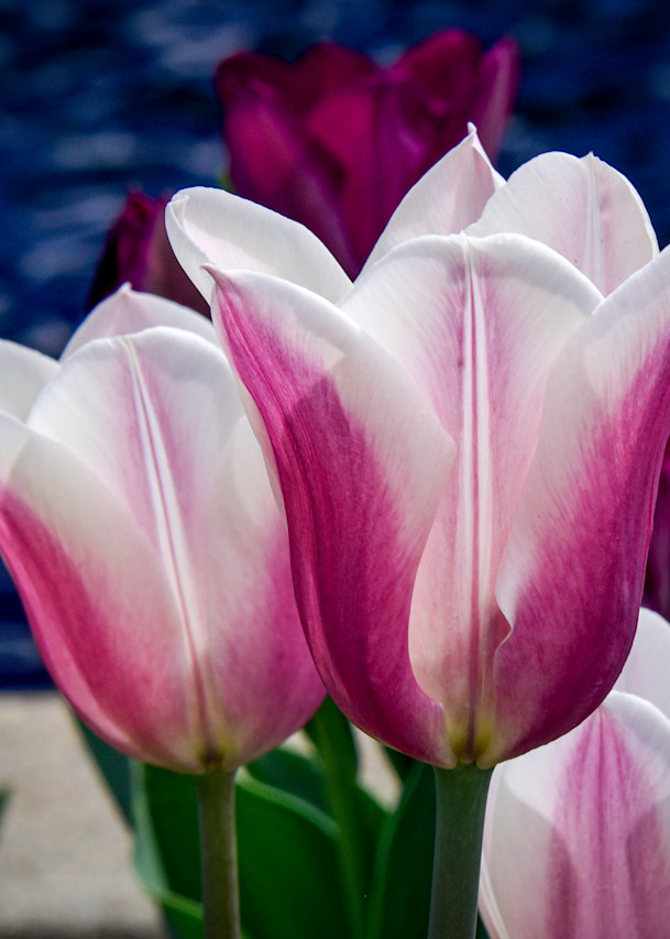 Tulips Denver Botanic Gardens Photography Art | Steve Rotholz Photography