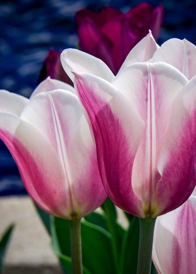 Tulips Square Photography Art | Steve Rotholz Photography