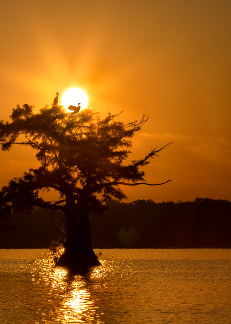 Standing Out   Sunrise With Cypress And Cormorant  8534 Photography Art | Koral Martin Fine Art Photography