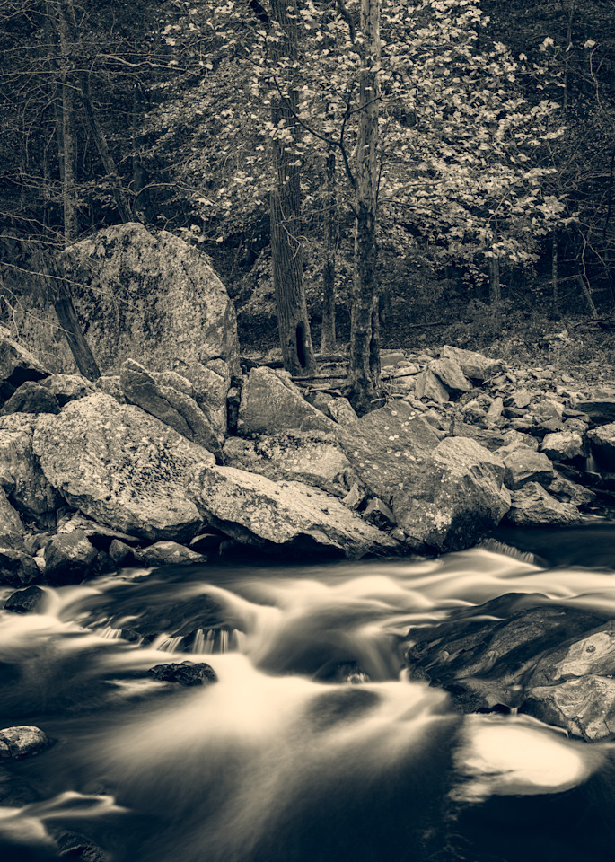 Nature Bw 1588 Photography Art | Dan Chung Fine Art