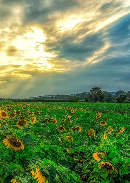 "Dusk Over The Sunflower Fields" Photography Art | Inspired Imagez 