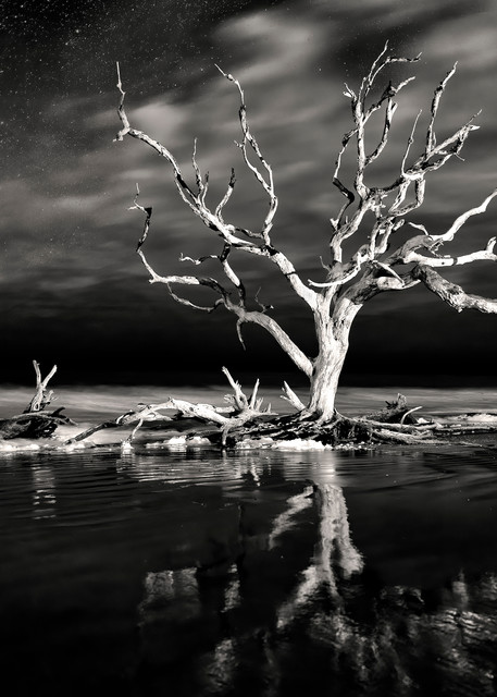 The Wicked Wind Whispers And Moans   Jekyll Island Driftwood Beach B W Photography Art | Distant Light Studio