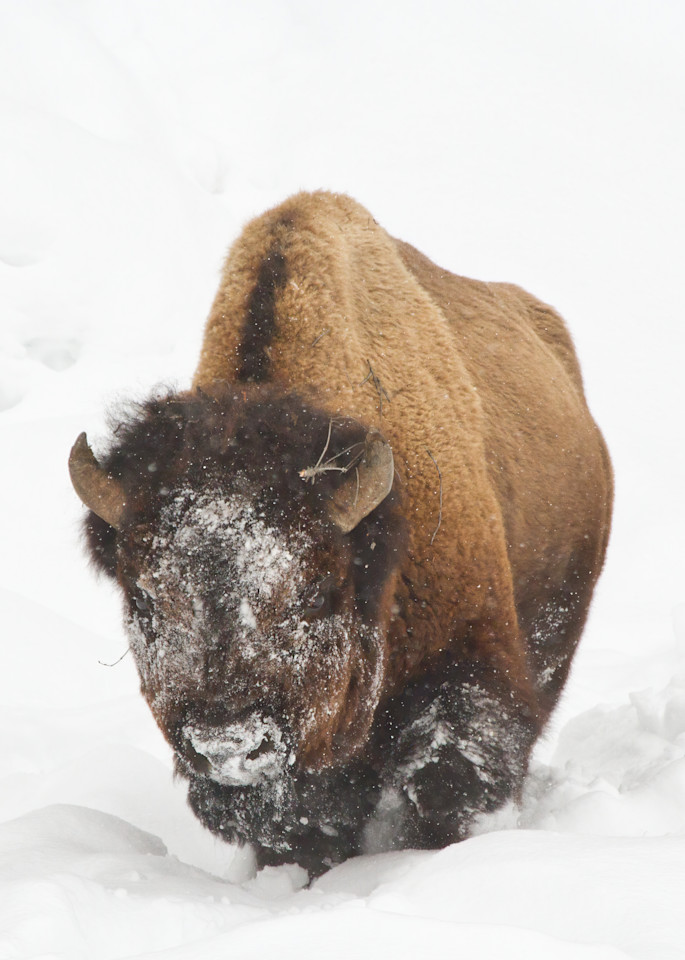 Ch   Snowy Day Bison Art | Open Range Images