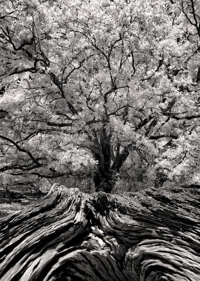 Live Oak Tree and Stump Infrared 