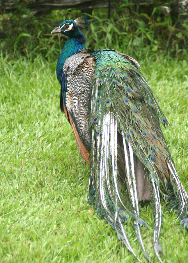 Plantation Peacock 2 Art | Susan Searway Art & Design