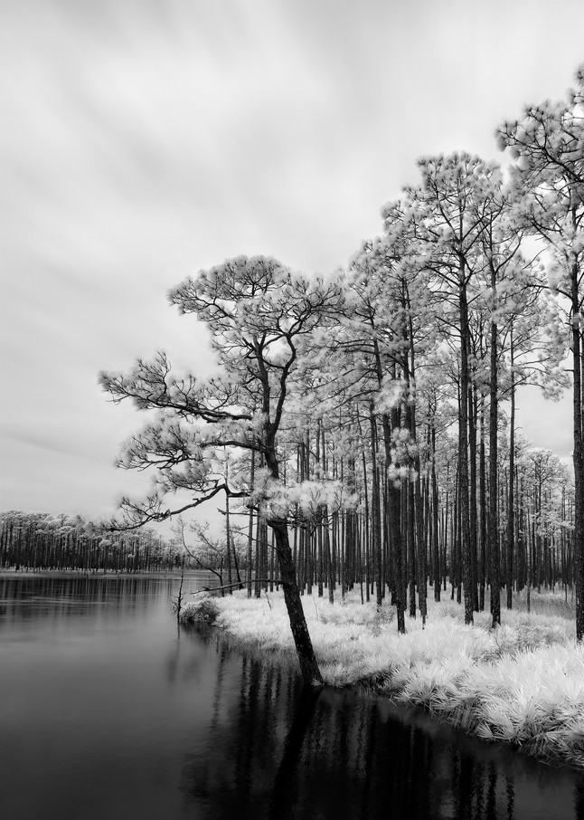 Stand Out   Tate S Hell State Forest   Infrared  Photography Art | Distant Light Studio