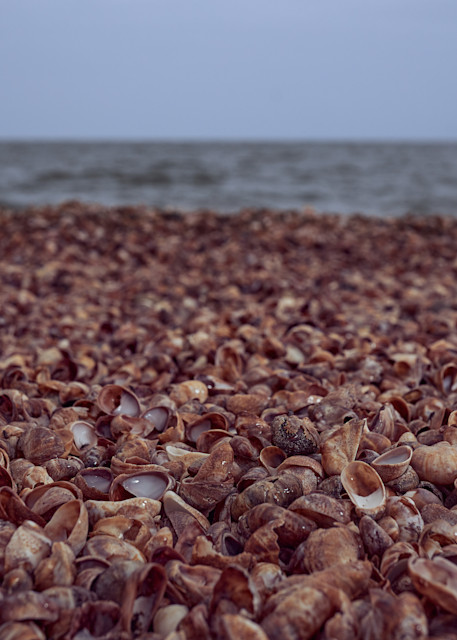 Slipper Shells In The Rain Photography Art | Melani Lust Photography