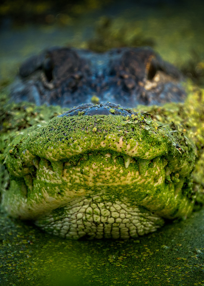 A closeup shot of an alligator