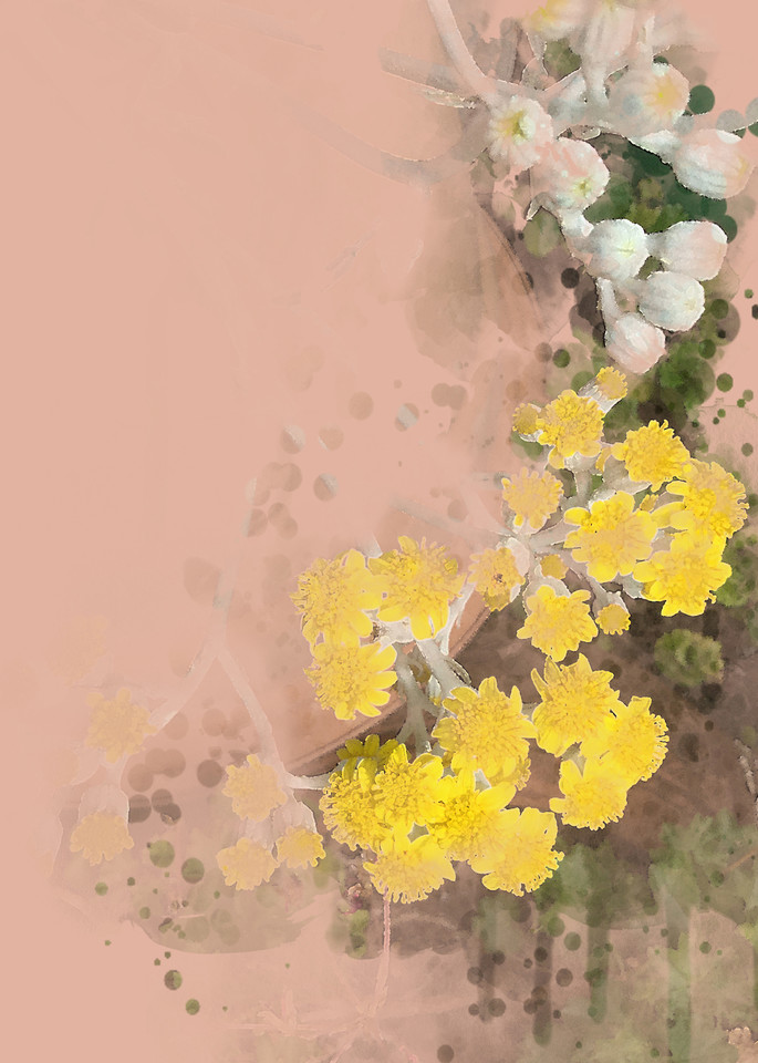 Dusty Miller Flowers  Art | Art from the Soul