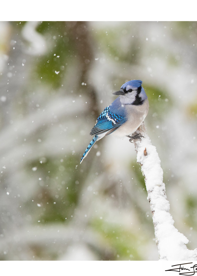 Photograph of a Blue Jay in the snow.