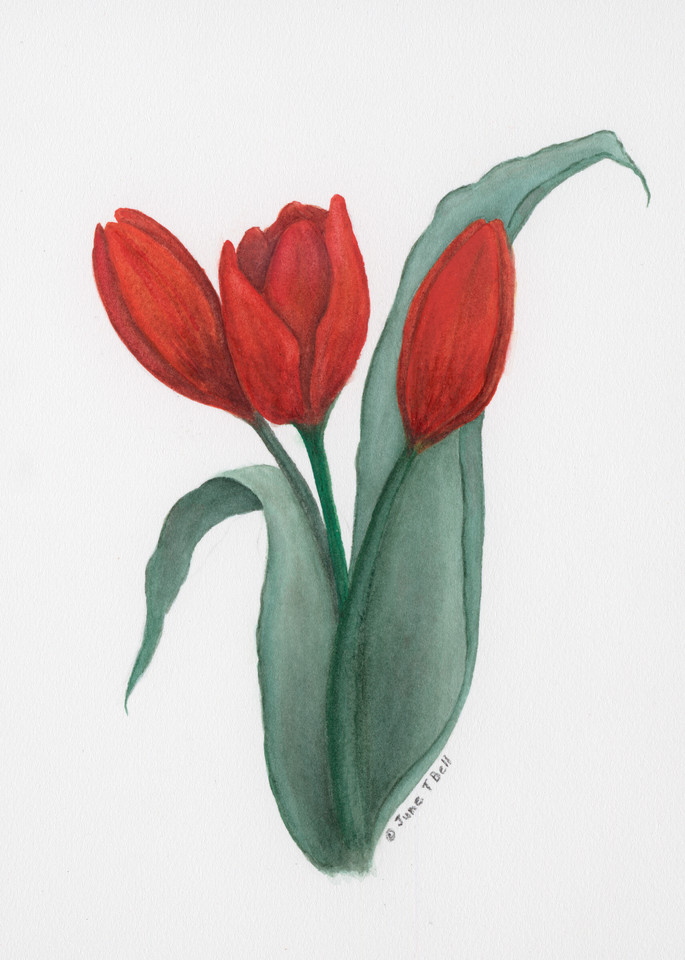 Scarlet Tulip Trio  |  June Bell Artist