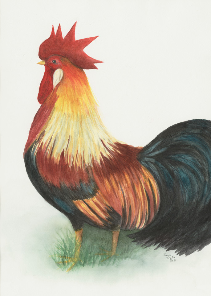 Reggie The Rooster Art | Bellz Artistry