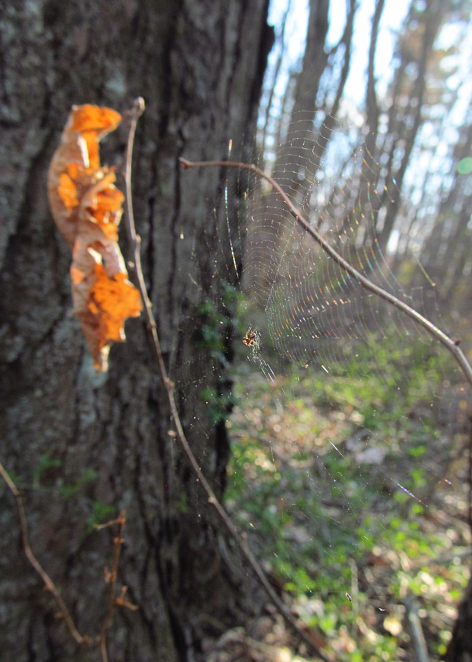 Appleton Brighton St Park 6 April 26 2015 Art | Lillith
