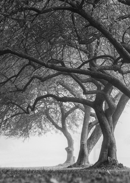 Twisted Tree Park Fog Landscape Pittsburgh Photography Art | JP Diroll Photography