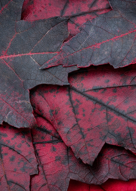 Black Red Leaves Autumn Foliage Macro Photo