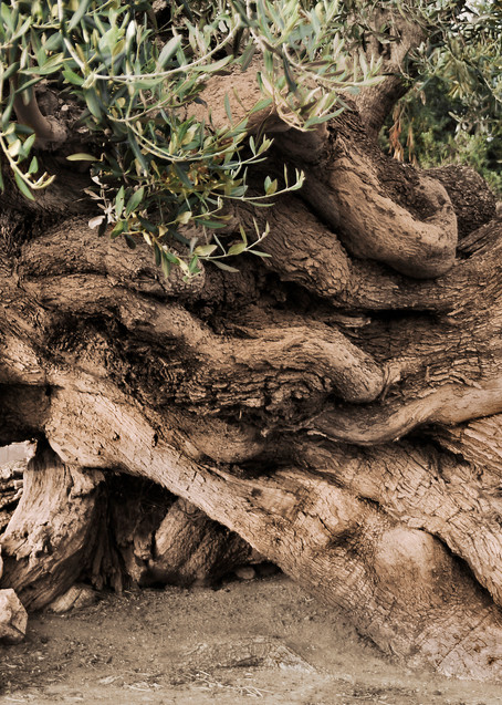 Ancient Layers Old Olive Trees in a Grove Wall Art Photography | Nicki Geigert, Photographer