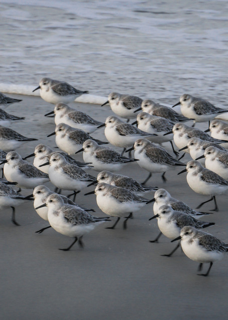 Marching  Western Sandpipers @ Asilomar State Beach Photography Art | Brad Wright Photography