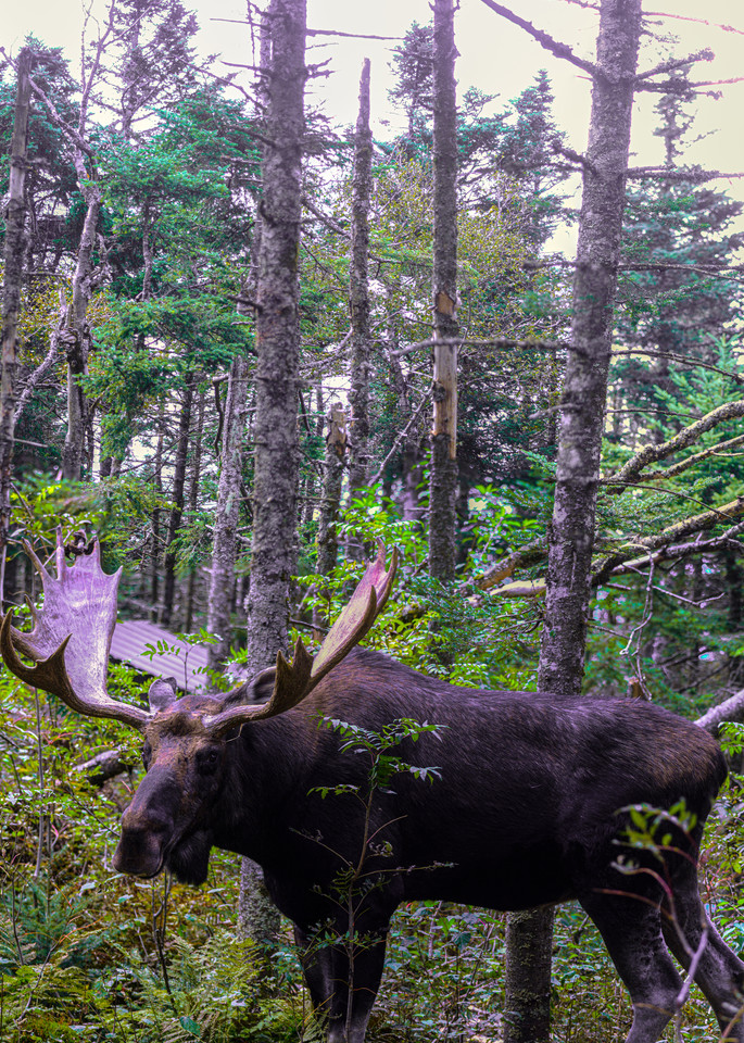 Moose, Big, Mount Abraham Art | Dappled Light Gallery