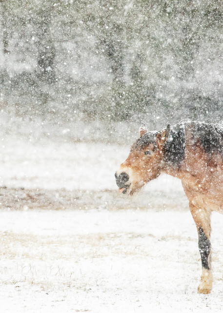 Catching Snowflakes Photography Art | Deb Little Photography