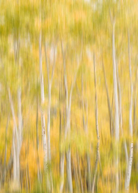 Aspen Dancing - Fall colored trees in the Eastern Sierras, California photograph print by Heather Roberson