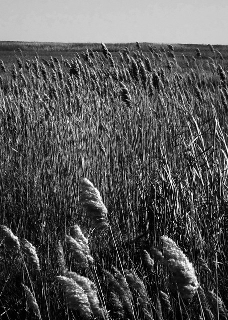 Salt Water Marsh Photography Art | Peter Welch