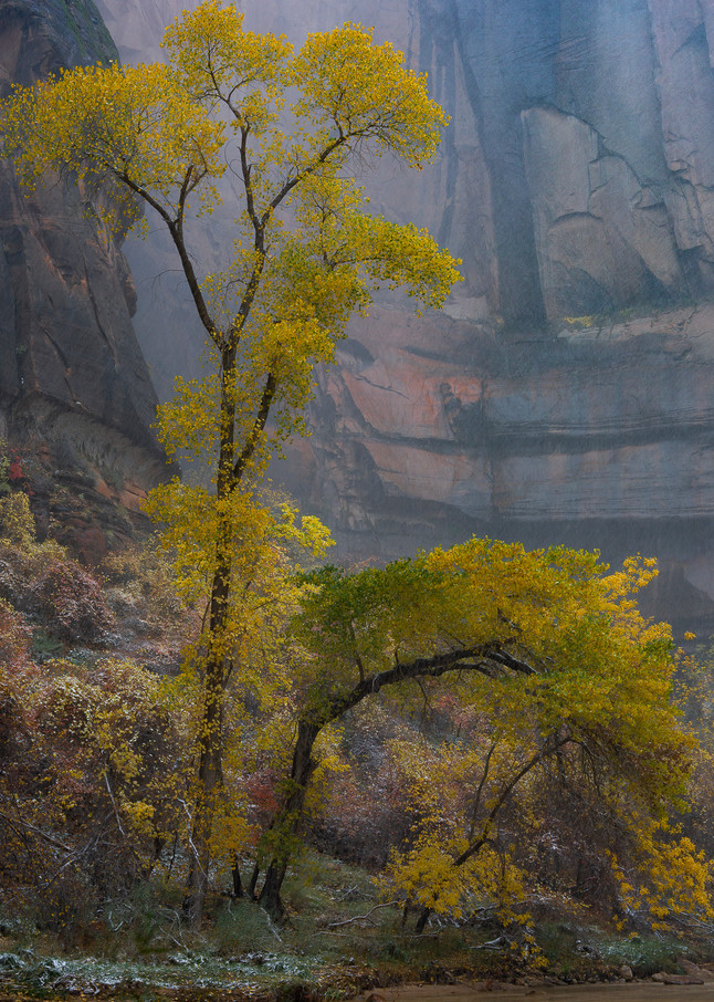 Yellow Tree in Zion Storm