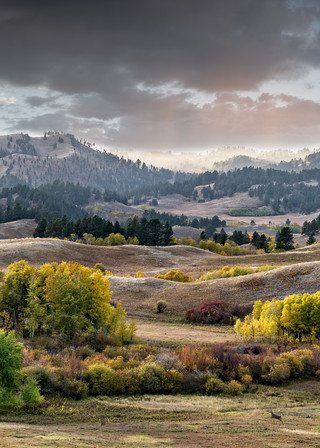 Whitetail Meadow Panorama Art | Craig Edwards Fine Art Images