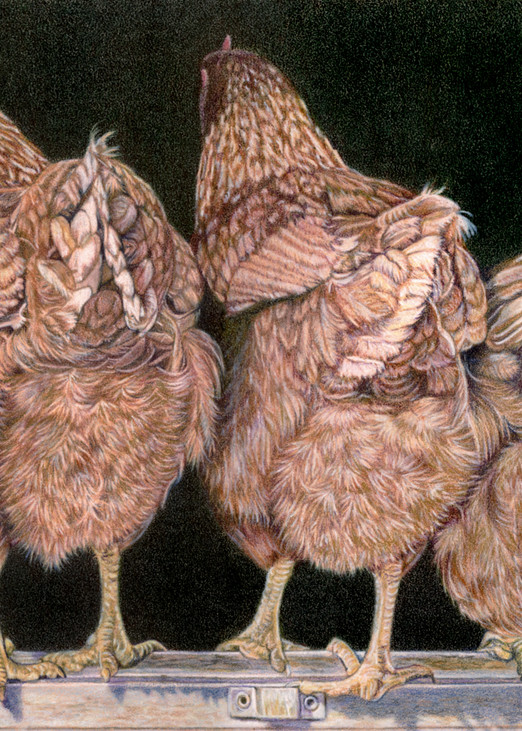 What’s Up Chicken Butt Art | Sherry Lamb Fine Art