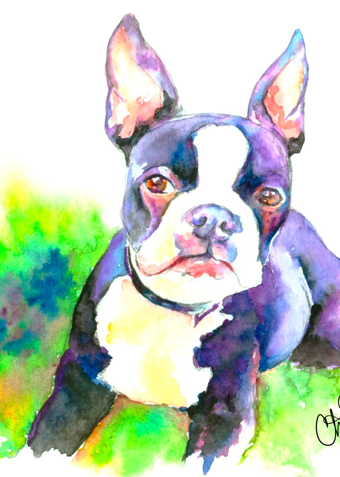 Boston Bulldog Puppy Original Watercolor Print