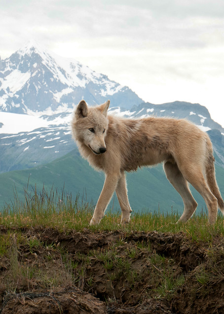 Majestic wolf with distant snow-capped mountains in Alaska. July 16, 2011
