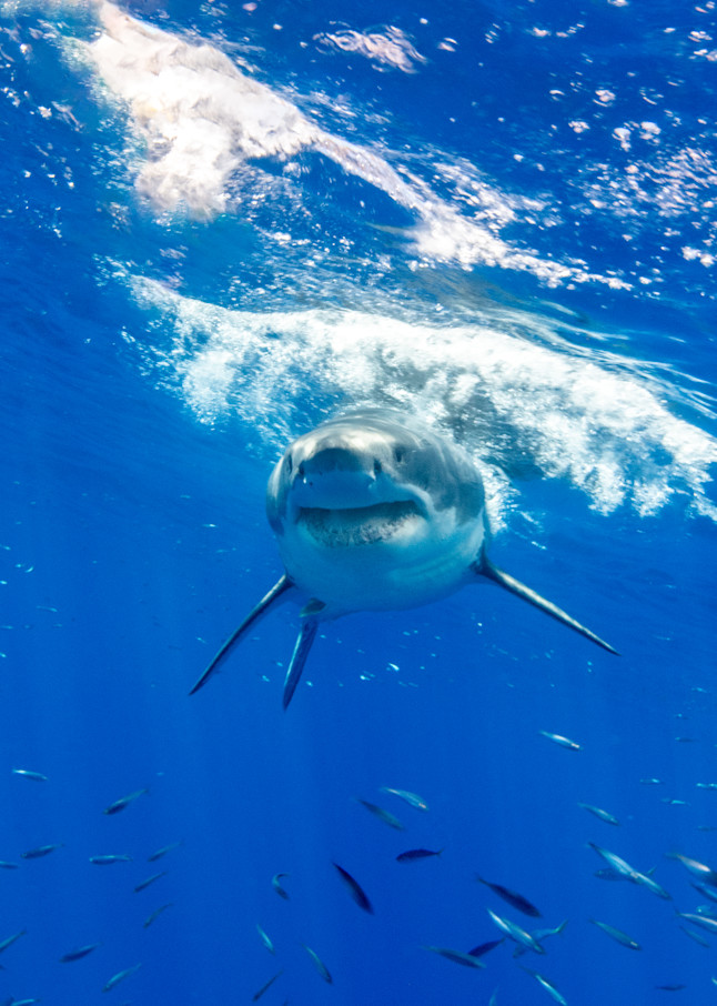 Fat Face is a face on portrait of a great white shark available as a fine art photograph for sale.