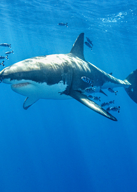 Pilot School is a fine art photograph of a great white shark and several pilot fish available for sale.