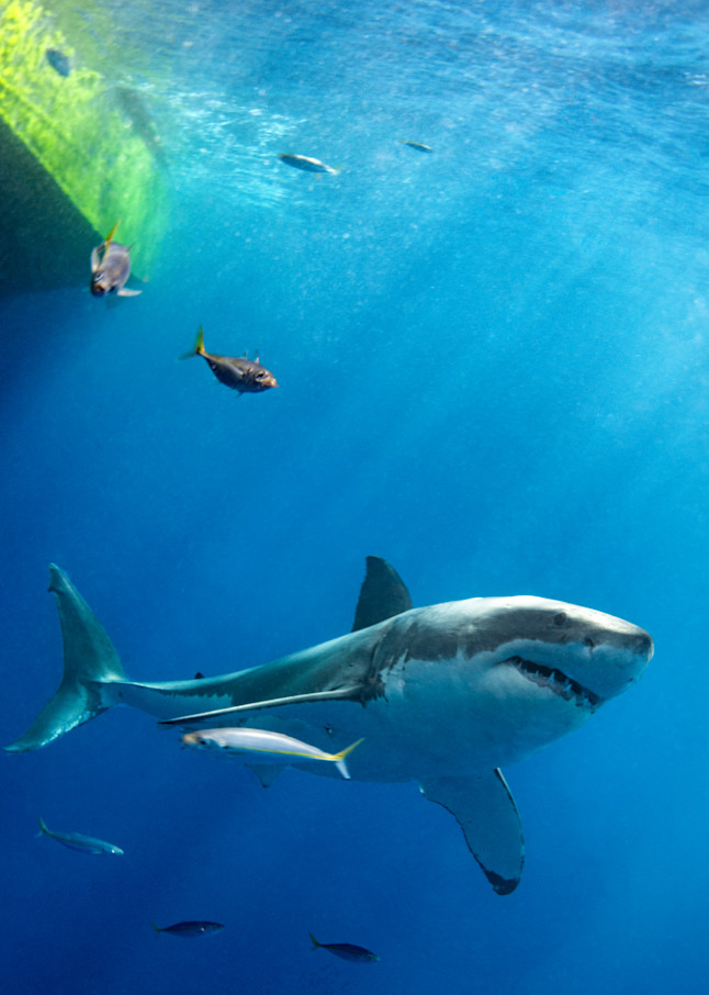 White Shark is a photograph of a Great White Shark available as a fine art print for sale.
