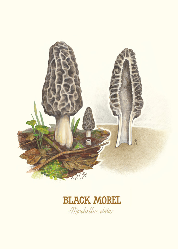 Black Morel Mushroom Art | Cool Art House - online art gallery with hip emerging artists. Collect cool art you can view on your own wall before you invest!