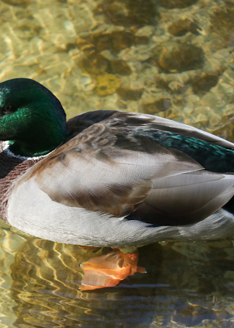 Duck Photography Art | Ray Marie Photography 