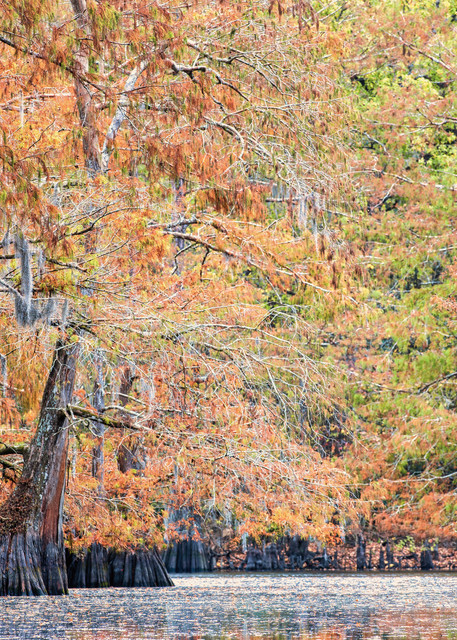 Fall on 2 O'Clock Bayou - Louisiana swamps fine-art photography prints