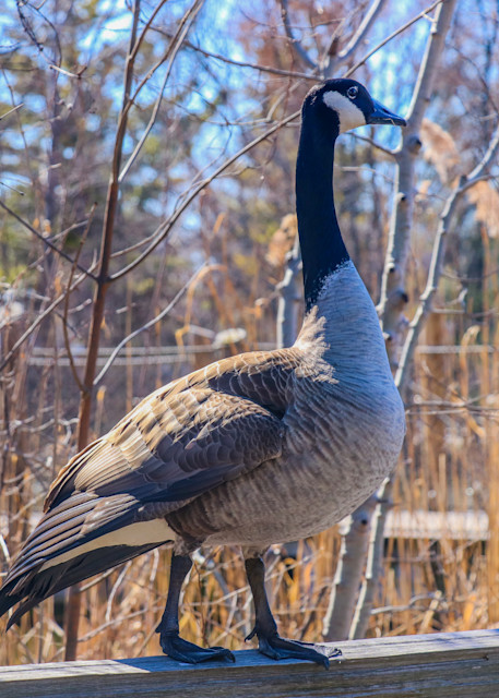 Goose Photography Art | Ray Marie Photography 