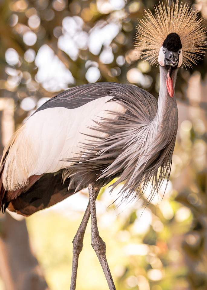 U6 A6017 African Black Crowned Crane Photography Art | Williams Nature Photography