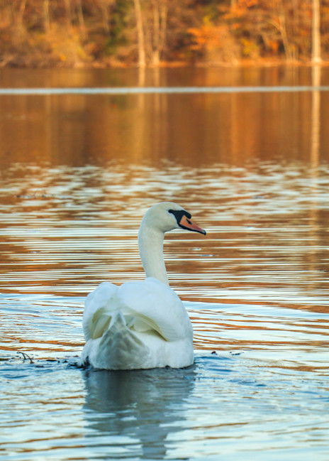 Swan Photography Art | Ray Marie Photography 