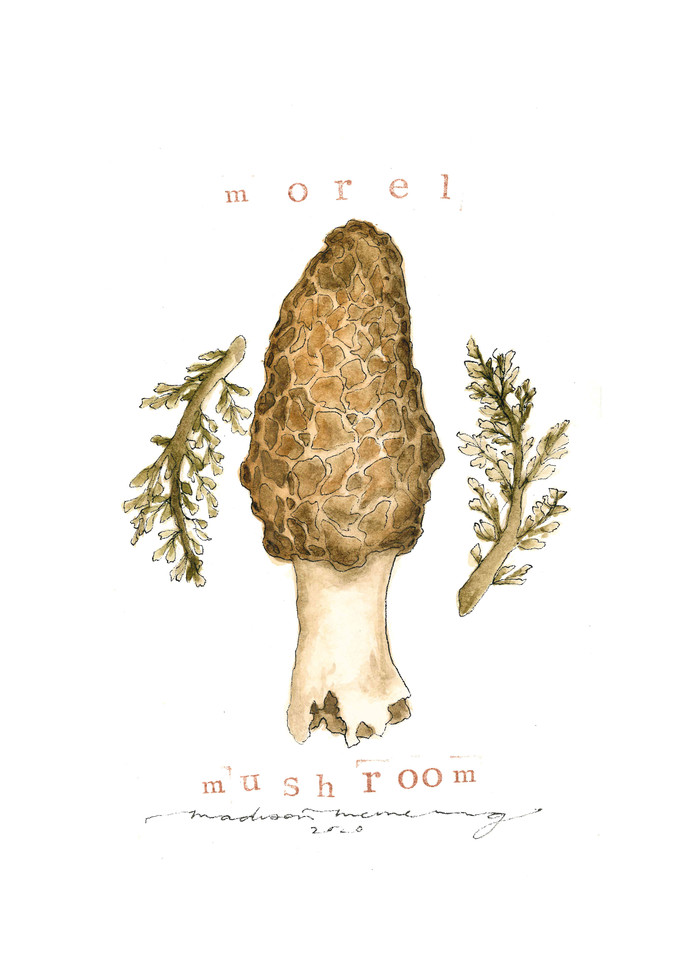 Morel Mushroom  Art | Cool Art House - online art gallery with hip emerging artists. Collect cool art you can view on your own wall before you invest!