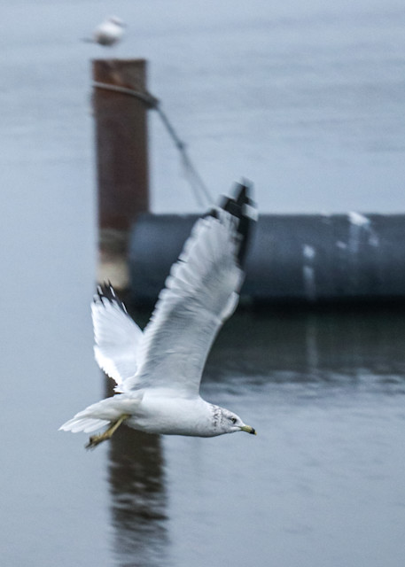 Seagull Flying Photography Art | Ray Marie Photography 