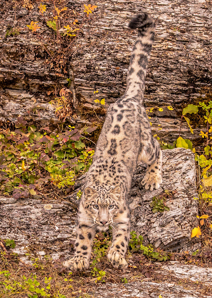 U6 A8628 2 Snow Leopard Photography Art | Williams Nature Photography