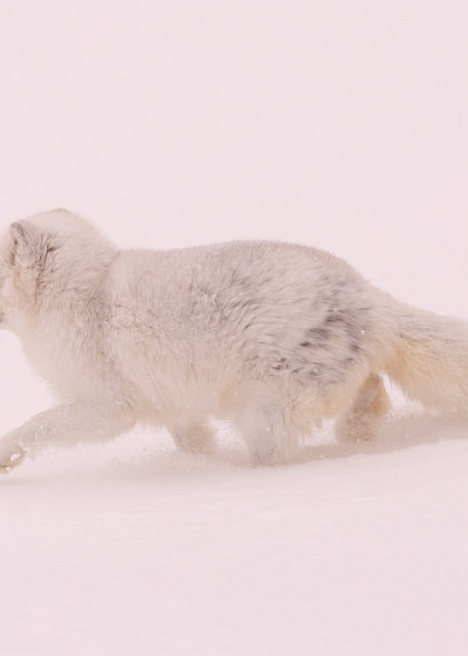 U6 A6239 Arctic Fox Photography Art | Williams Nature Photography