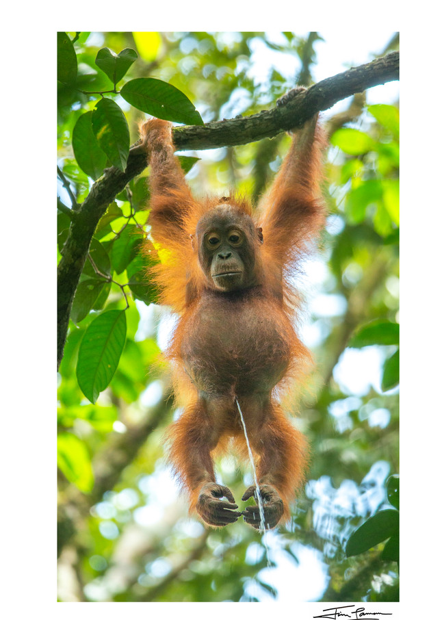 Most popular IG post of Orangutan Peeing.